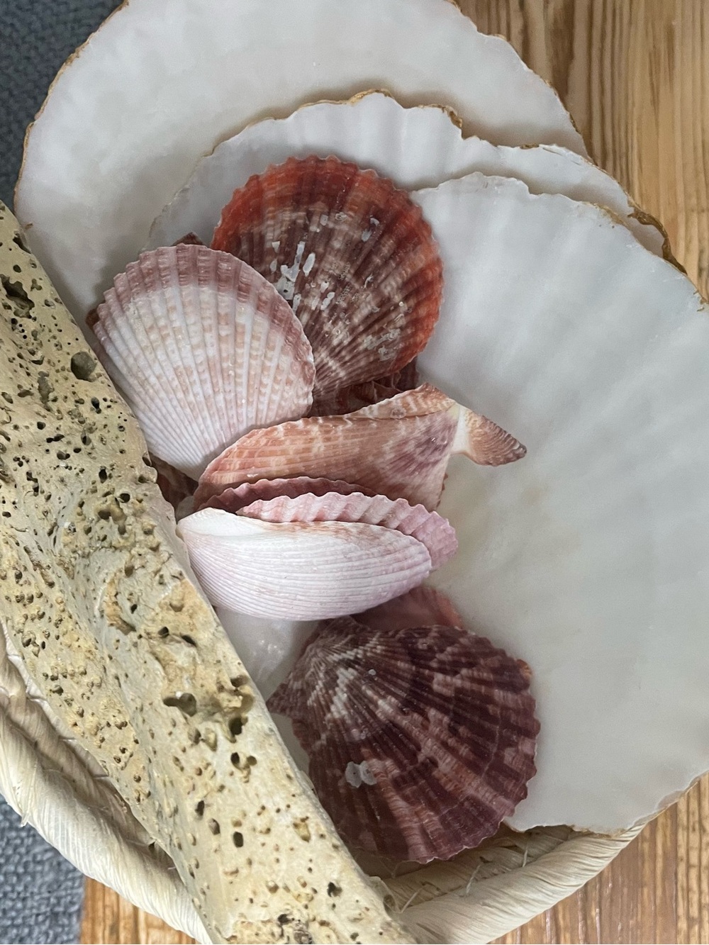 Seashell and driftwood collection. Beachcomber collection.